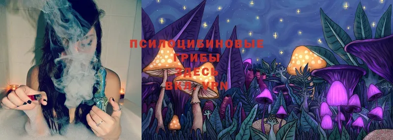 Псилоцибиновые грибы Psilocybe  купить наркоту  Ревда 